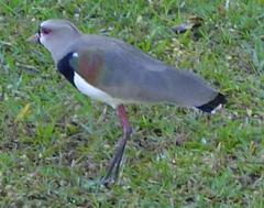 Southern Lapwing